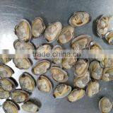 Frozen Whole Cleaned Sea Food Baby Clam With Shell thumbnail-4