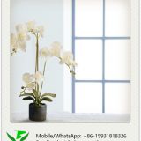 White Soft Touch Artificial Orchid Decor