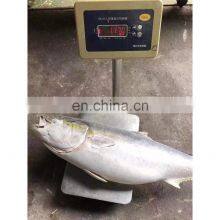 Hot Sale Frozen IQF Yellow Tail Scad Fish Price Mackerel Seafood for Market 8kgs up thumbnail-2
