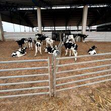 Cheap Pen Horse Corral Panels Livestock Cattle Panels for Farm thumbnail-6