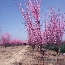 Price of 3 - Centimeter Mei Flowering Plum, Affordable, Guarantee Survival Rate thumbnail-4