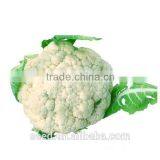 White Cauliflower Seeds SXCa No.3