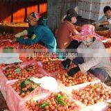 GOOD QUALITY VIETNAM FRESH LYCHEE thumbnail-3