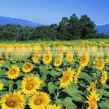 COOKING SUNFLOWER OIL thumbnail-4