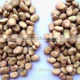 Market Price Broad Bean thumbnail-2