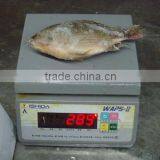 Fresh Frozen Tilapia Fish thumbnail-1
