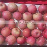Chinese Exporter Fresh Red Fuji Apple Fruits Natural Growth Containing Vitamin C thumbnail-4