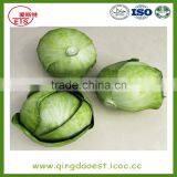 Chinese Hot Sale Fresh Cabbage With High Quality thumbnail-5