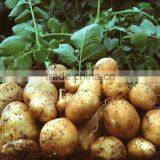 Online Buy Wholesale Fresh Holland Potato