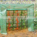 Tomato Green House thumbnail-1
