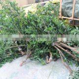 Artificial Olive Tree , Large Fake Olive Tree for Sale thumbnail-4