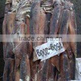 Frozen Illex Squid thumbnail-2