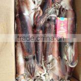 Salted Jellyfish of Todarodes Pacificus thumbnail-2