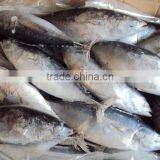 Frozen Whole Round Bonito for Canning thumbnail-2