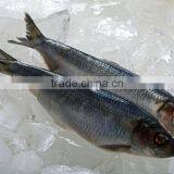 Frozen herring fish fillet