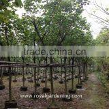 Hibiscus Tiliaceus Trees