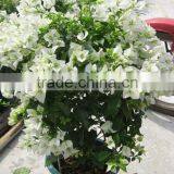 Bougainvillea Spectabilis Shrub Trees thumbnail-2
