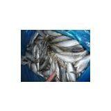 Supply Sardine thumbnail-3