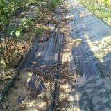 Garlic and Onion PP Woven Weed Control Mat,plastic Ground Cover Black Weed Kill Fabric,100gsm Anti Grass Gardening Mat thumbnail-5