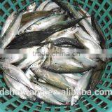 Frozen Pacific Mackerel for Sale With Size - 80g thumbnail-1