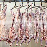 Frozen Lamb and Mutton Meat thumbnail-5