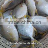 Chinese Pomfret 300-500G 400-600G Frozen Pomfret Fish