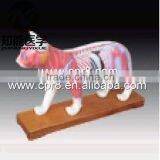 BIX-Y1028 Cat Acupuncture Model thumbnail-1