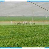 Agricultural Greenhouse Anti Insect Net