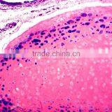 Microslide Hyaline Cartilage,Indonesia Teaching Biology Anatomy Prepared Slides