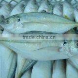 Frozen Yellowtail Scad whole round