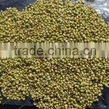 Fresh Coriander thumbnail-6