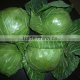 round shape green chinese cabbage
