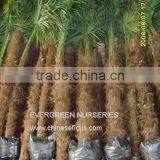 Trachycarpus Fortunei