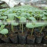 Hot Sale Seed Growing Nutritive Block Machine thumbnail-3