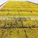 SOL Modular Vertical Planter Green Roof Modular Planter Boxes SL-X5015 thumbnail-5