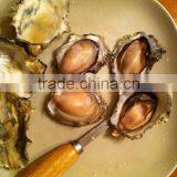 Live Pacific Oyster thumbnail-3