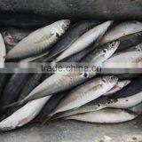 Horse Mackerel Frozen New Fish Seafood Small Eye Horse Mackerel thumbnail-3