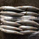 New Catching Fish Frozen Pacific Mackerel 400-500g&500g+ thumbnail-4