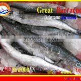 FROZEN BARRACUDA FISH WHOLE ROUND thumbnail-2