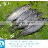 China Frozen Horse Mackerel Fish IQF Horse Mackerel thumbnail-2