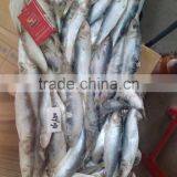 Frozen W/R Sardine Fish for Canning thumbnail-3