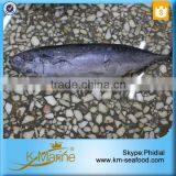BQF Fish Bonito From China thumbnail-2