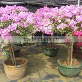 Bougainvillea Spectabilis Shrub Trees thumbnail-5