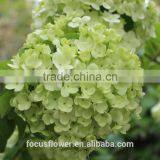 Grade A Fresh Cut Hydrangea Fresh Flower From Kunming thumbnail-4