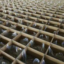 Walnut Kernel With Out Shell thumbnail-2