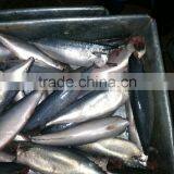 Frozen Pacific Mackerel HGT Scomber Japonicus thumbnail-5