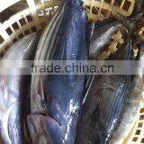 1000g up bonito Frozen bonito whole round