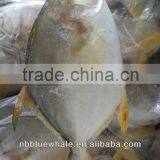 Fresh Farming Fish Pomfret 300-500G 400-600G
