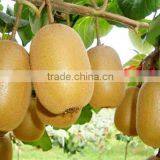 Leader Low Price Kiwi Fruit Washing and Peeler Machine thumbnail-5