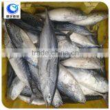 Frozen Seafood Iqf Frozen Bonito thumbnail-2